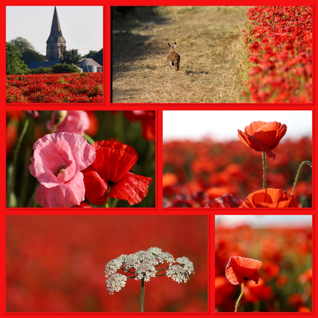 South Lincs Poppies by phil_sandford