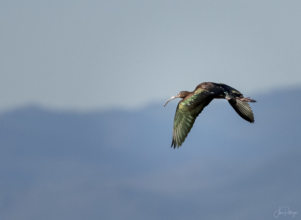 Flying White Faced Ibis by jgpittenger