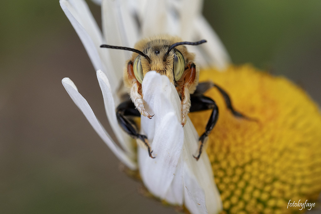 Long-horned sunflower bee by fayefaye