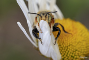 24th Jun 2021 - Long-horned sunflower bee