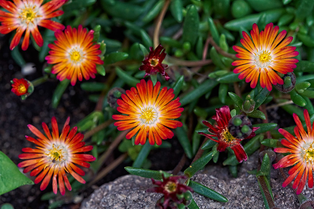  Delosperma Flowers  by gardencat