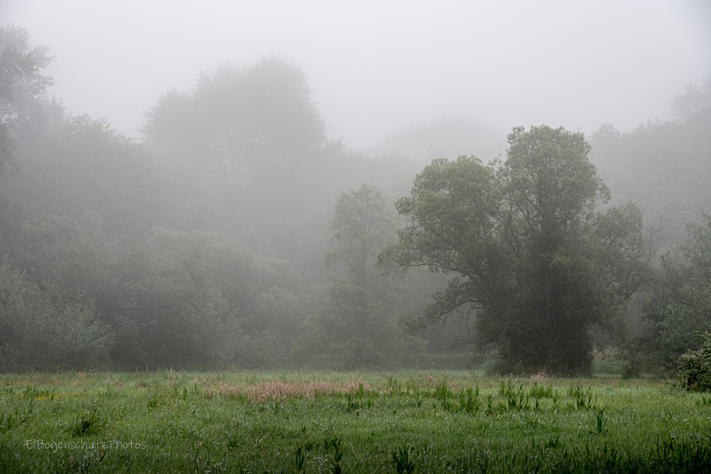Meadow and Tree in the Mist by theredcamera