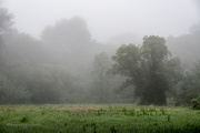 24th Jun 2021 - Meadow and Tree in the Mist