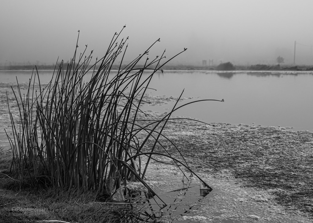 Misty Reeds by theredcamera