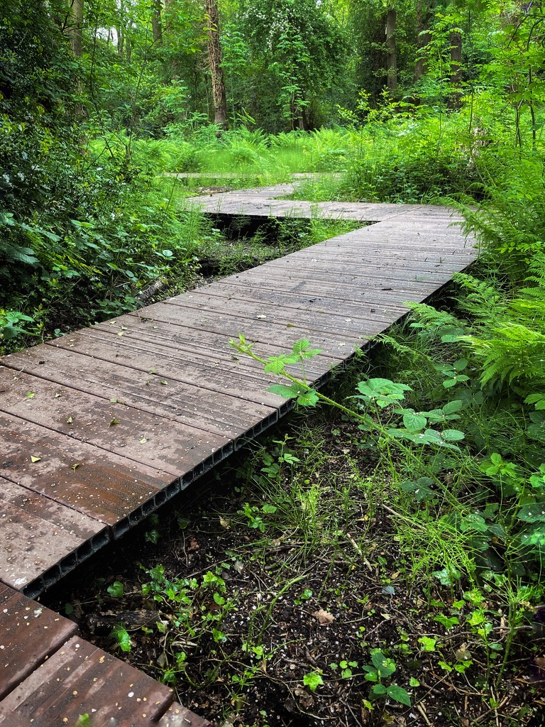 New boardwalk in the local woods by tinley23