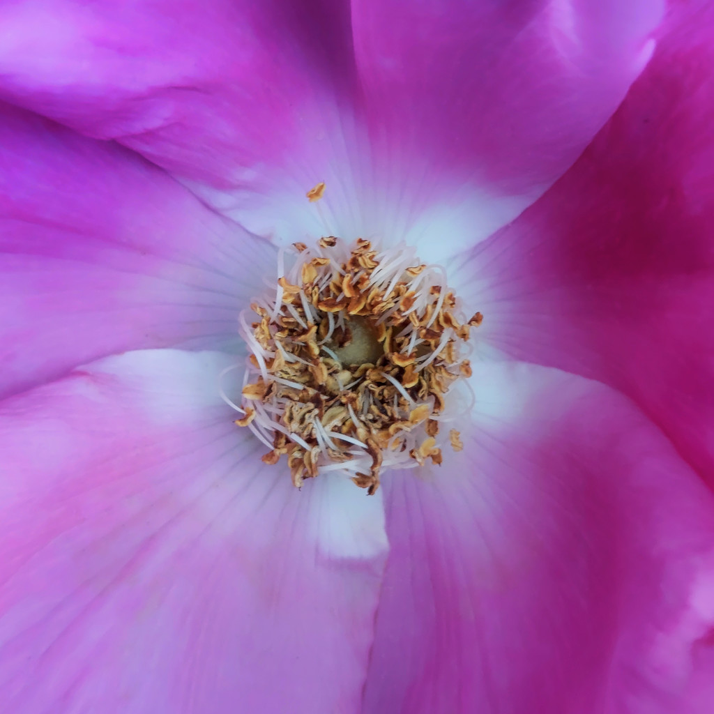 Rosa gallica L. inside by nmamaly