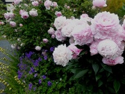 23rd Jun 2021 - Peonies and roses at the driveside