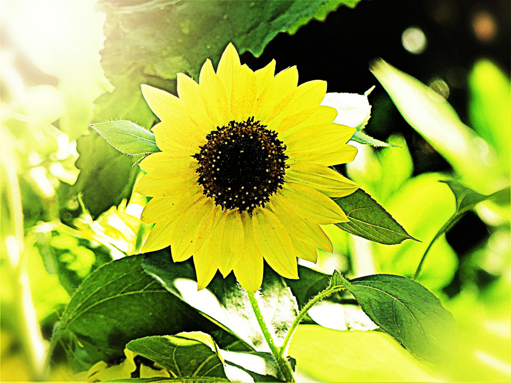 Sunflower in the Sunshine by peggysirk