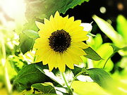24th Jun 2021 - Sunflower in the Sunshine