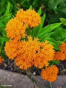 24th Jun 2021 - Orange flower 