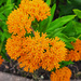 Orange flower  by larrysphotos