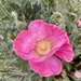Pink Poppy by sandlily