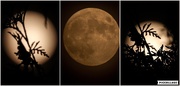 24th Jun 2021 - June Strawberry Moon collage