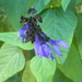 Purple Flowers  by sfeldphotos