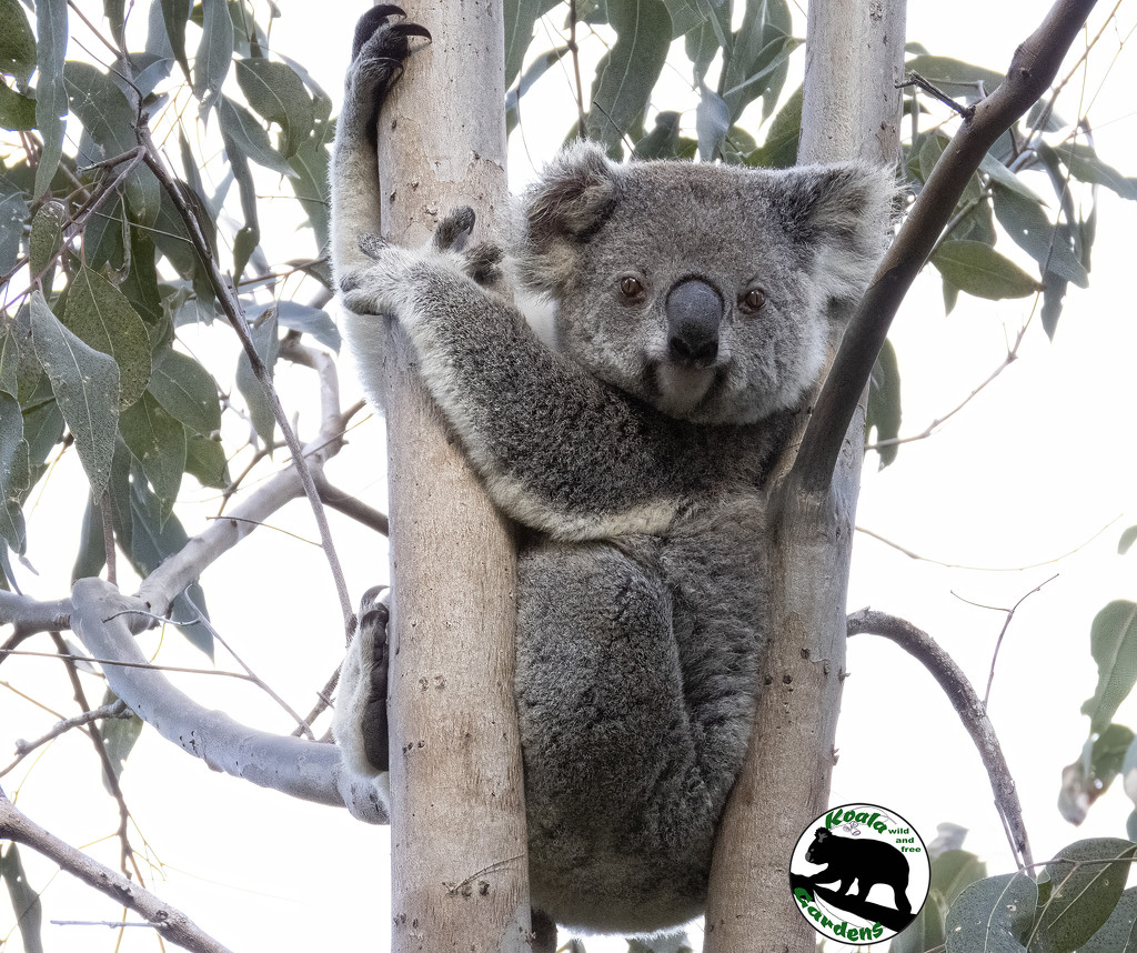 the full Monty by koalagardens