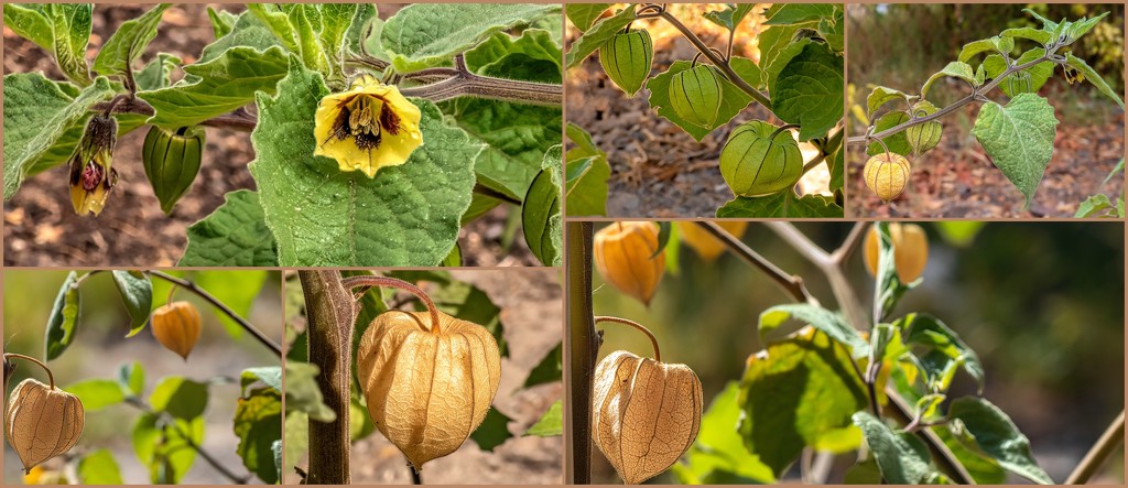 Cape Gooseberries by ludwigsdiana