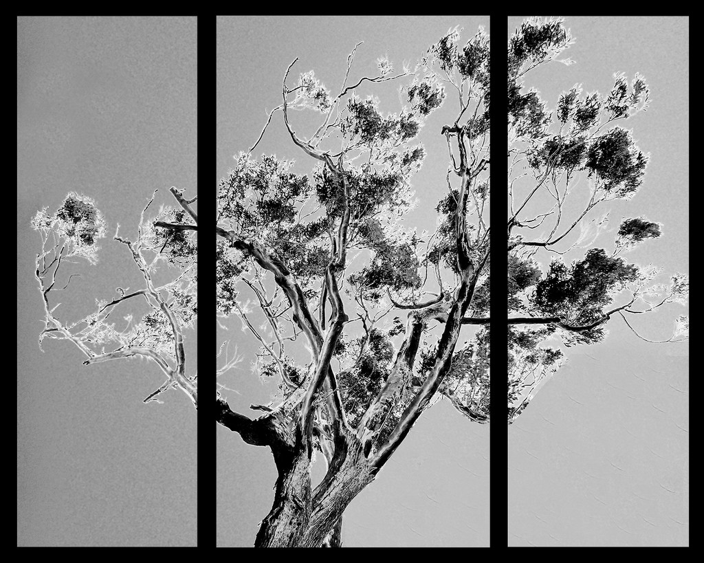 Tree Triptych by onewing