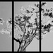 Tree Triptych by onewing