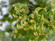 24th Jun 2021 - Time of flowering linden 