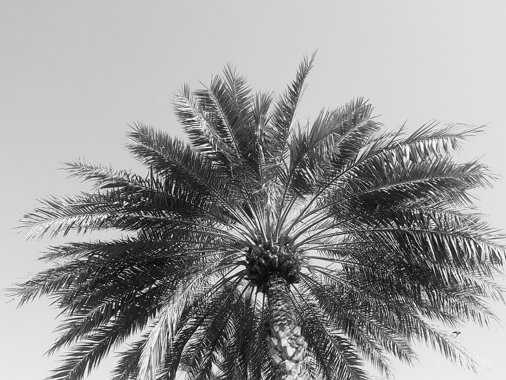 Palm by clearday