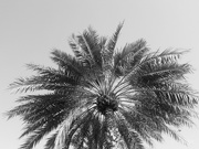 19th Jun 2021 - Palm