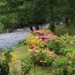 Rhododendron garden  by callymazoo