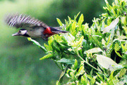 16th Jun 2021 - Great spotted woodpecker