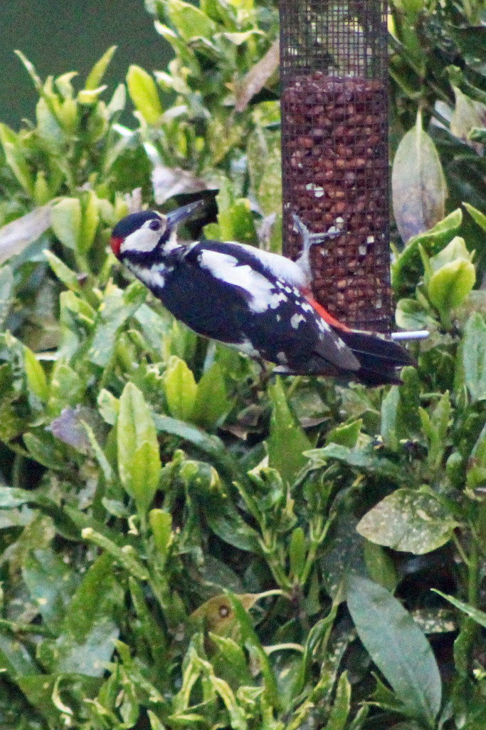 Great spotted woodpecker feeding by callymazoo