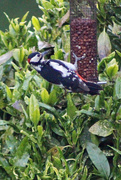 17th Jun 2021 - Great spotted woodpecker feeding