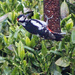 Great spotted woodpecker feeding by callymazoo