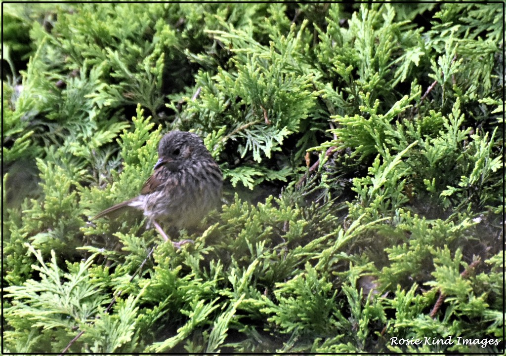 Young dunnock by rosiekind