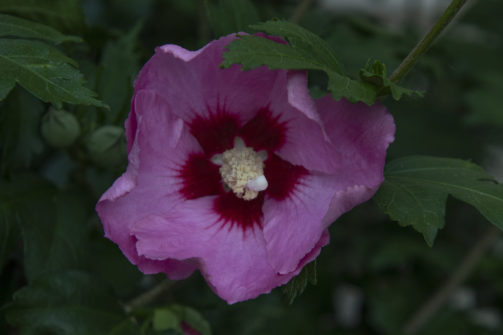 1st Hibiscus by timerskine