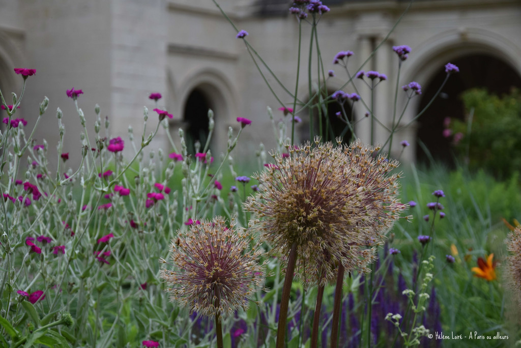 flowers at Abbaye de Fontevraud by parisouailleurs