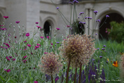 21st Jun 2021 - flowers at Abbaye de Fontevraud
