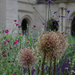 flowers at Abbaye de Fontevraud by parisouailleurs