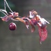 Wild Cherry tree by jacqbb