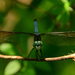 Black-tailed Skimmer by kareenking