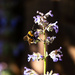 Sagacious bee... by peadar