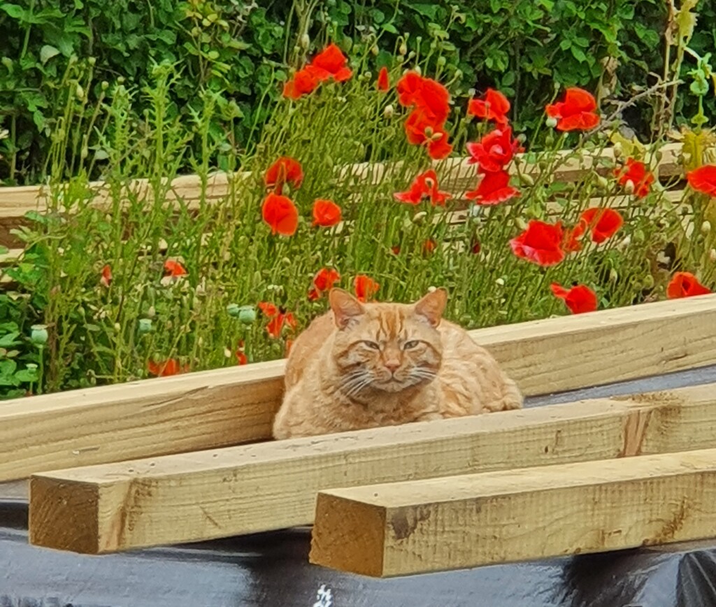 Poppy the Plank Cat by will_wooderson