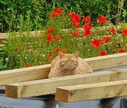 25th Jun 2021 - Poppy the Plank Cat