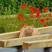 Poppy the Plank Cat by will_wooderson