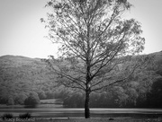 1st Jun 2021 - Lake District Tree