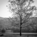 Lake District Tree by tracybeautychick