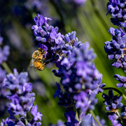 25th Jun 2021 - Lavender & Bee 
