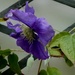 Blue clematis by snowy