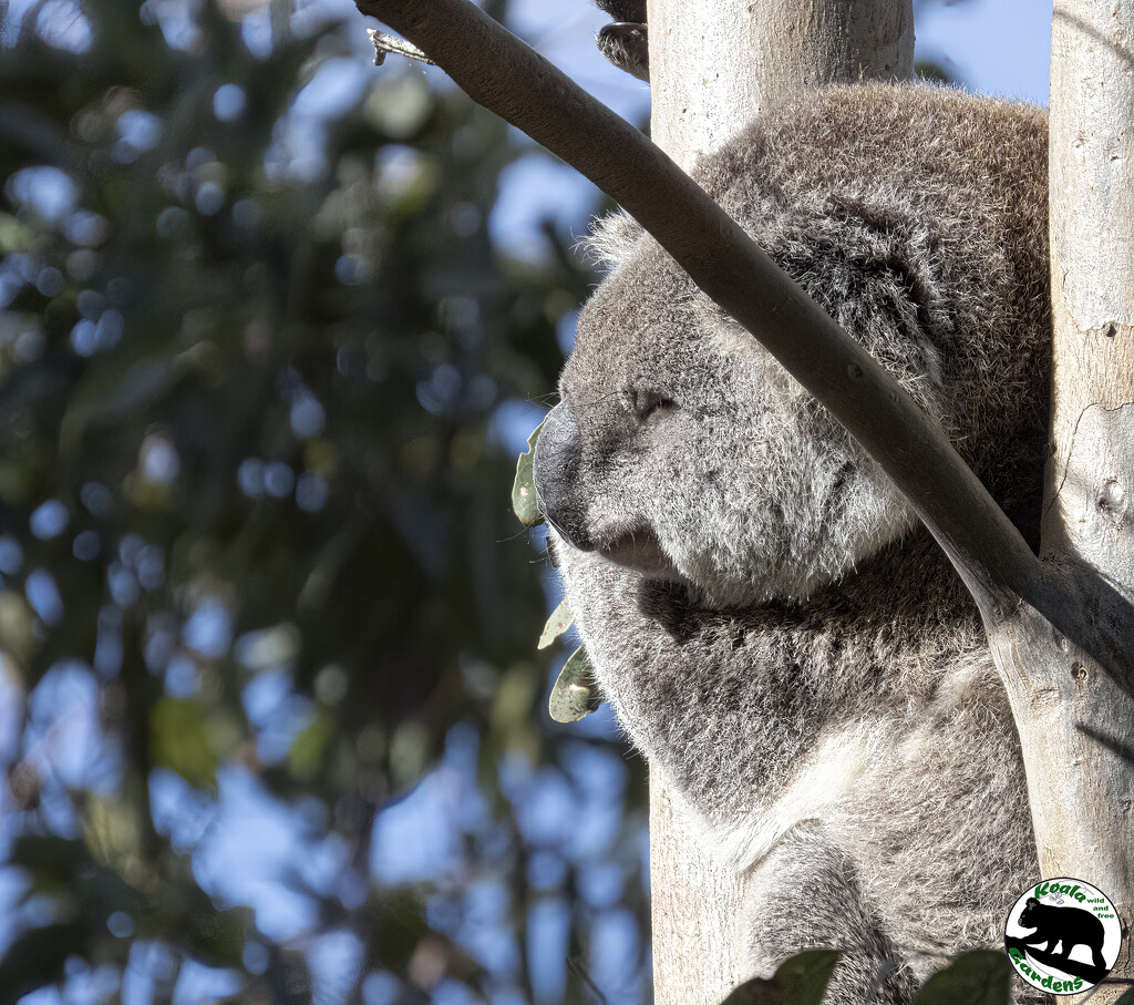 my best side? by koalagardens