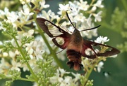 25th Jun 2021 - Hummingbird Clearwing Moth