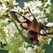 Hummingbird Clearwing Moth by radiogirl