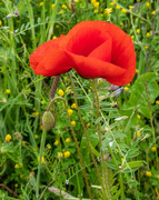 5th Jun 2021 - Glad to see the poppies again....