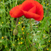 Glad to see the poppies again.... by susie1205